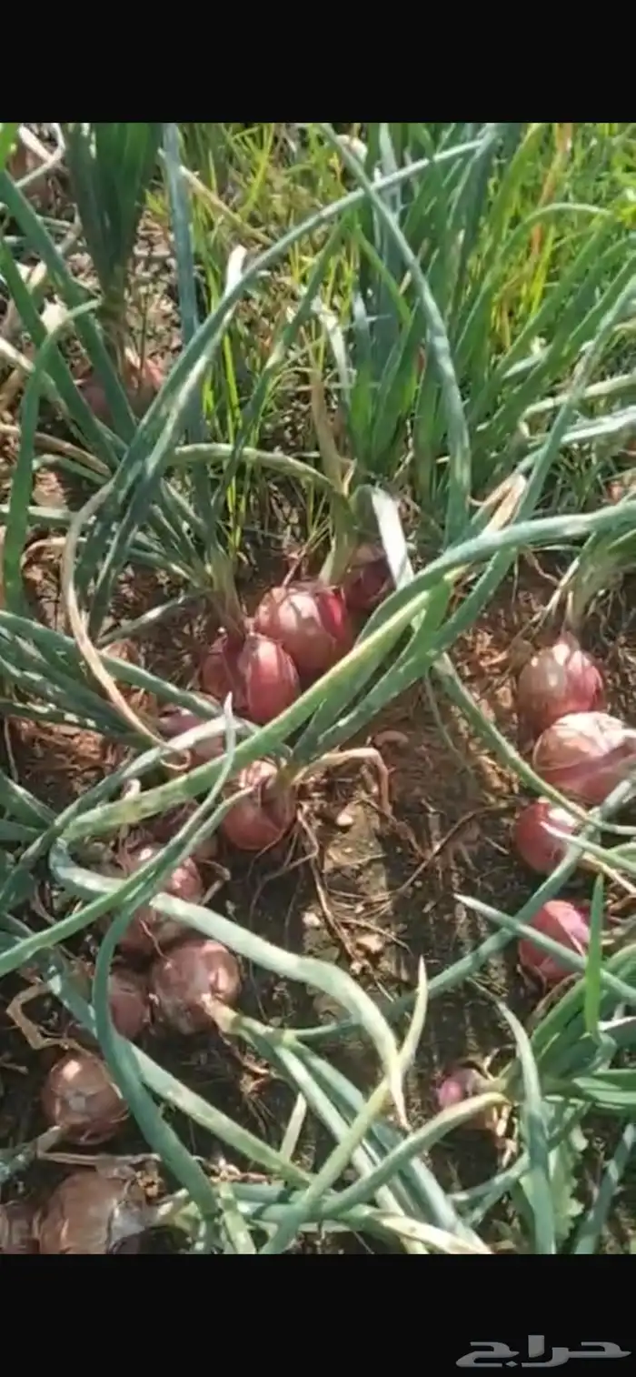 بصل بذرة يمني 10هكتار 2