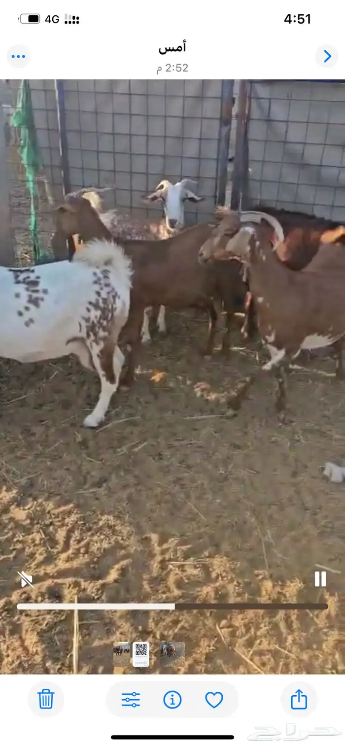 معزا جنوبيه دفيع مفاصيل 2