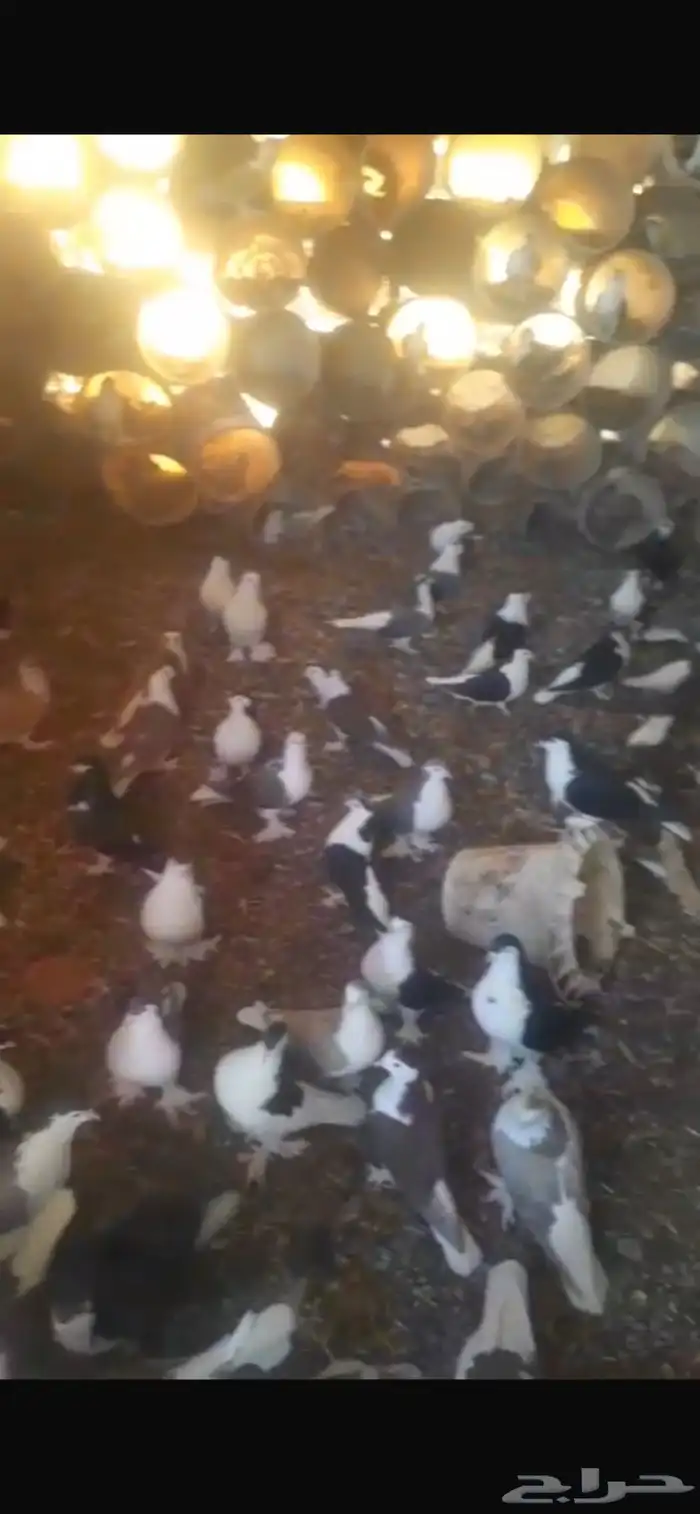 خمسين جوز حمام شيرازي 1