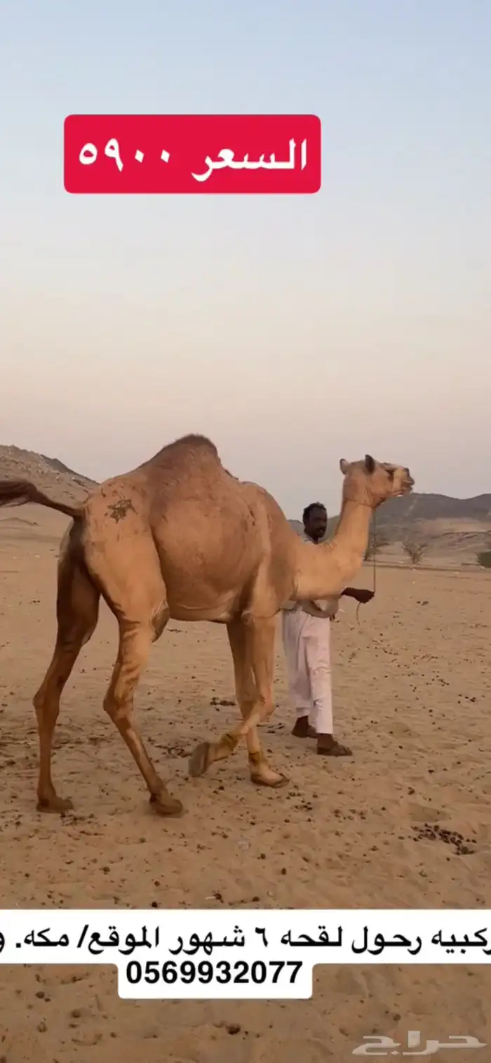 ركبي ركبيه رحول 3