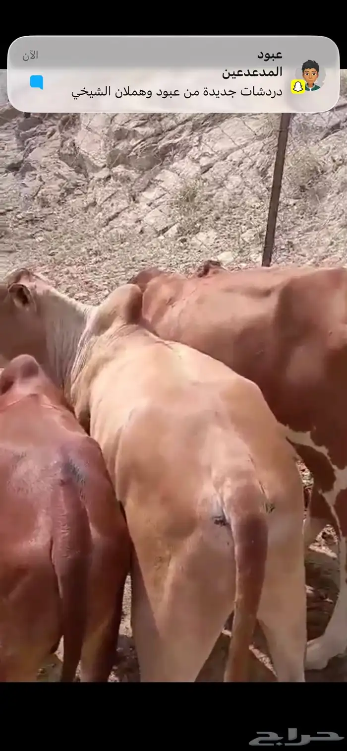 7ذكورو2 اناث 23