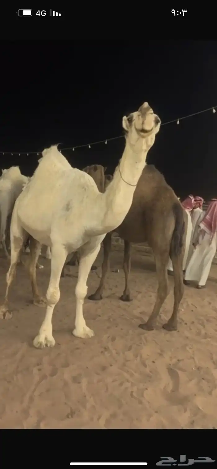 للبيع ضريبه كفو 0