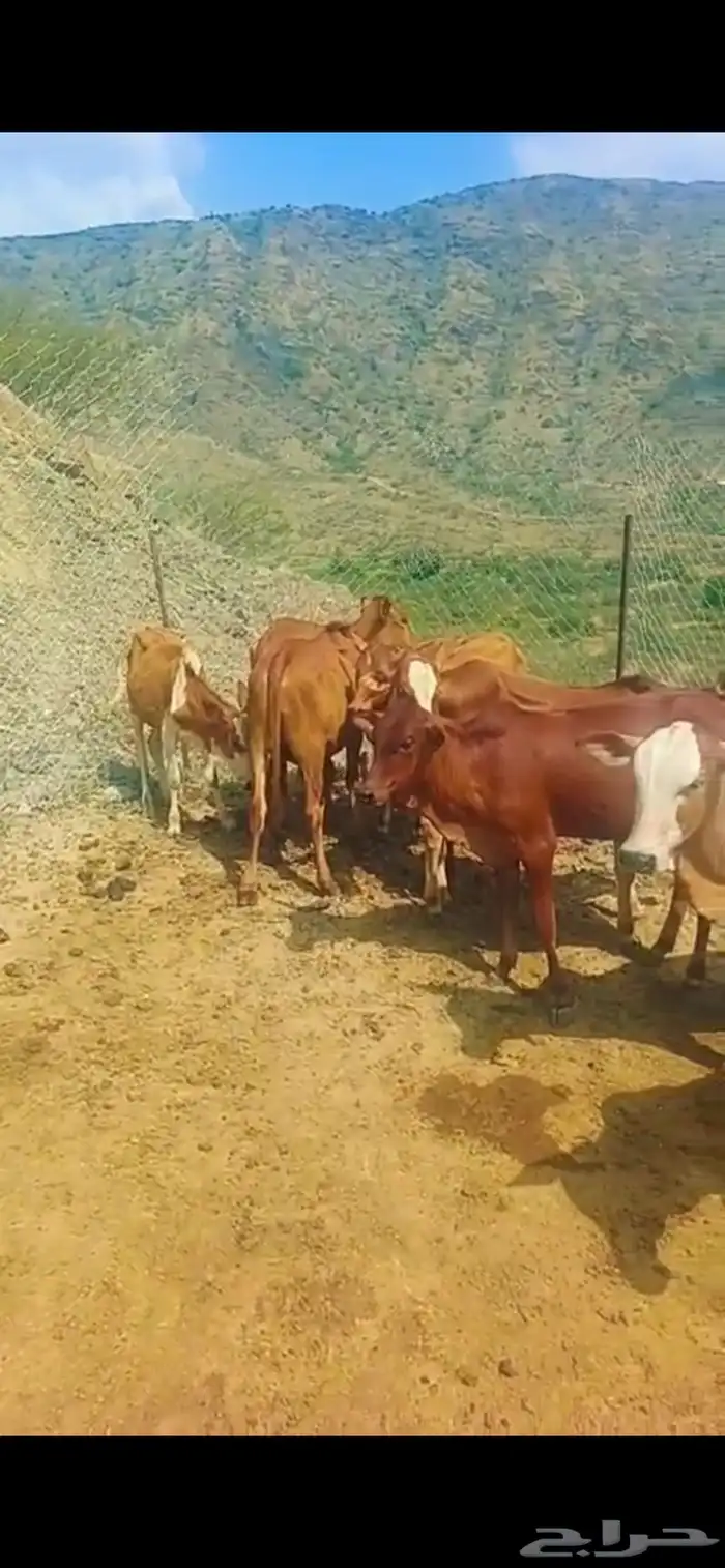 7ذكورو2 اناث 4