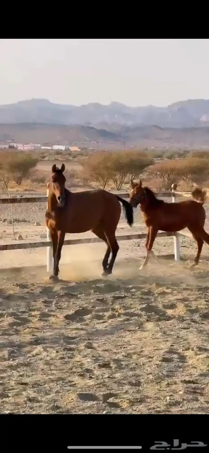 فرس شعبيه لقحه للبيع 0