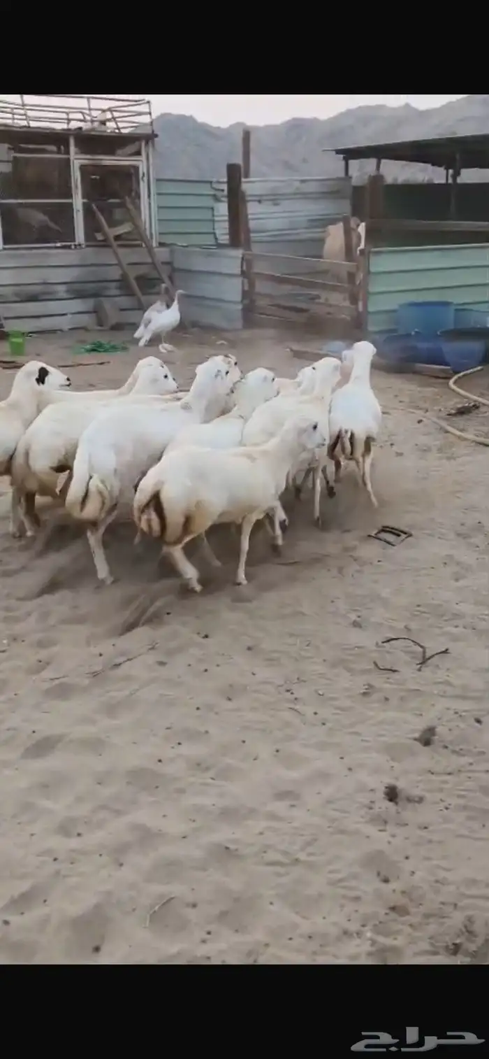 للبيع رخال رفيديات مهجنه دفيع 0