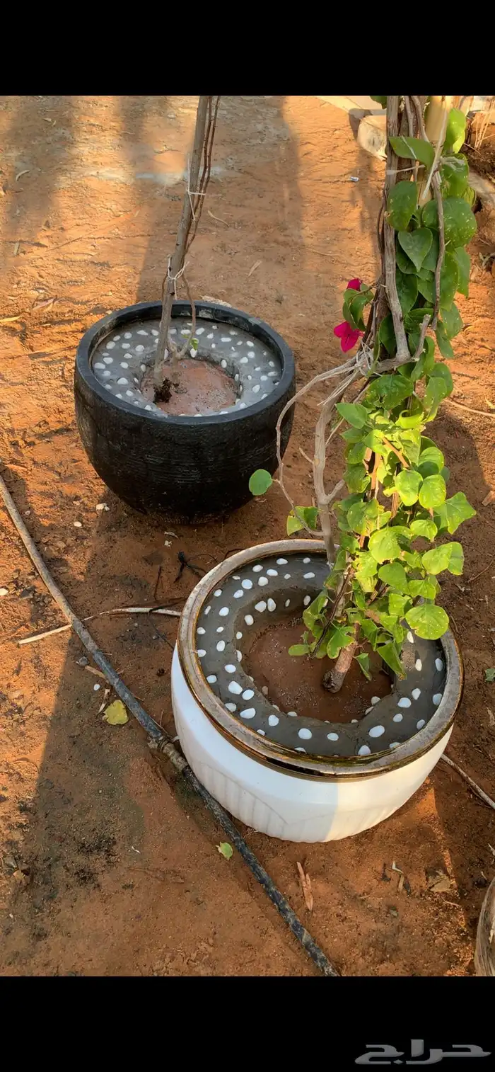 جهنميه متسلقه 1