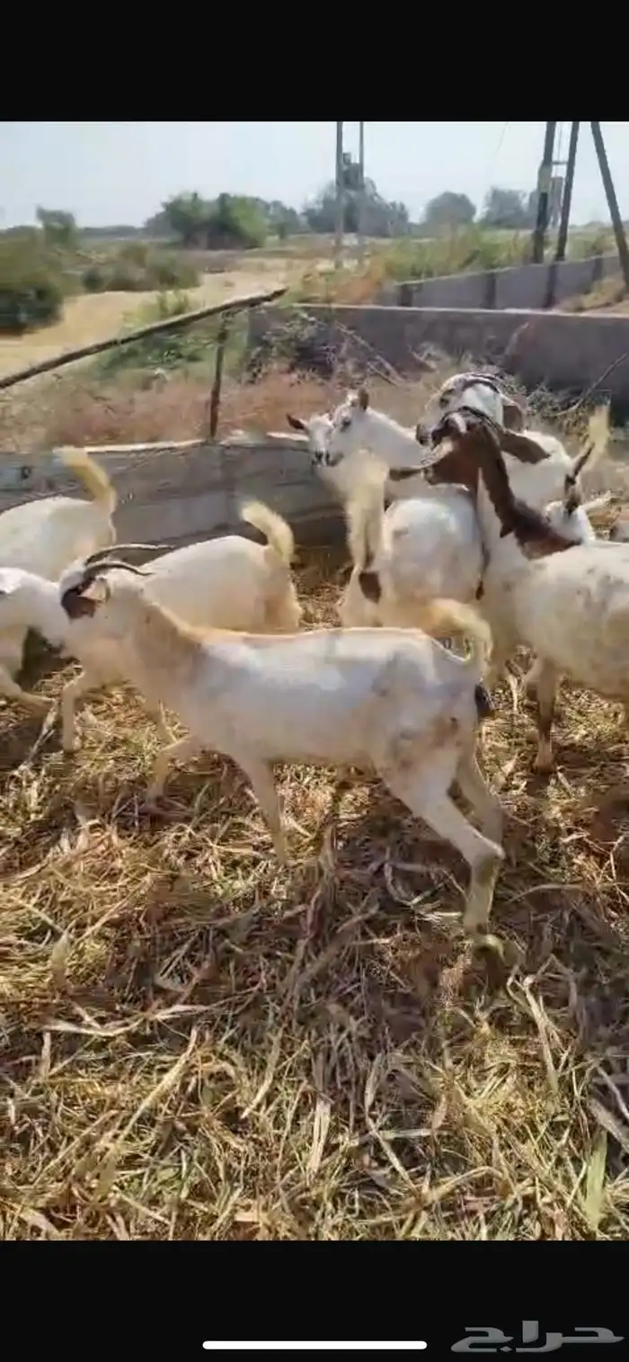 عرض وبيع مراح كامل 3