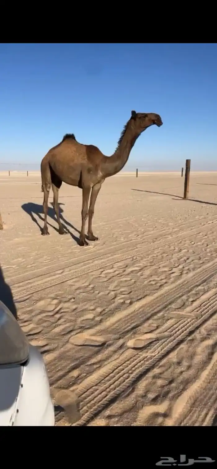 بكره حقه شروط 2