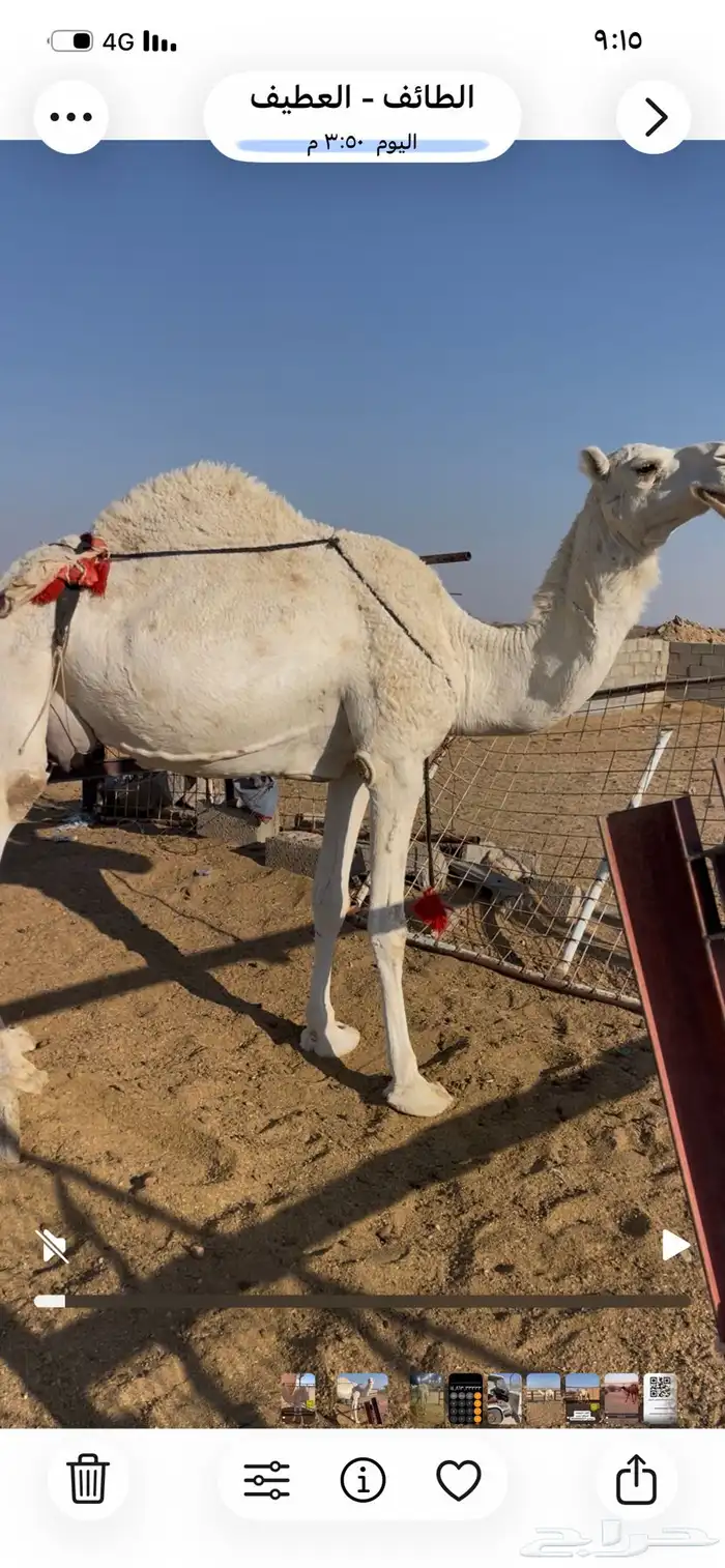 خفوت مبيوع ولدها اليوم 0