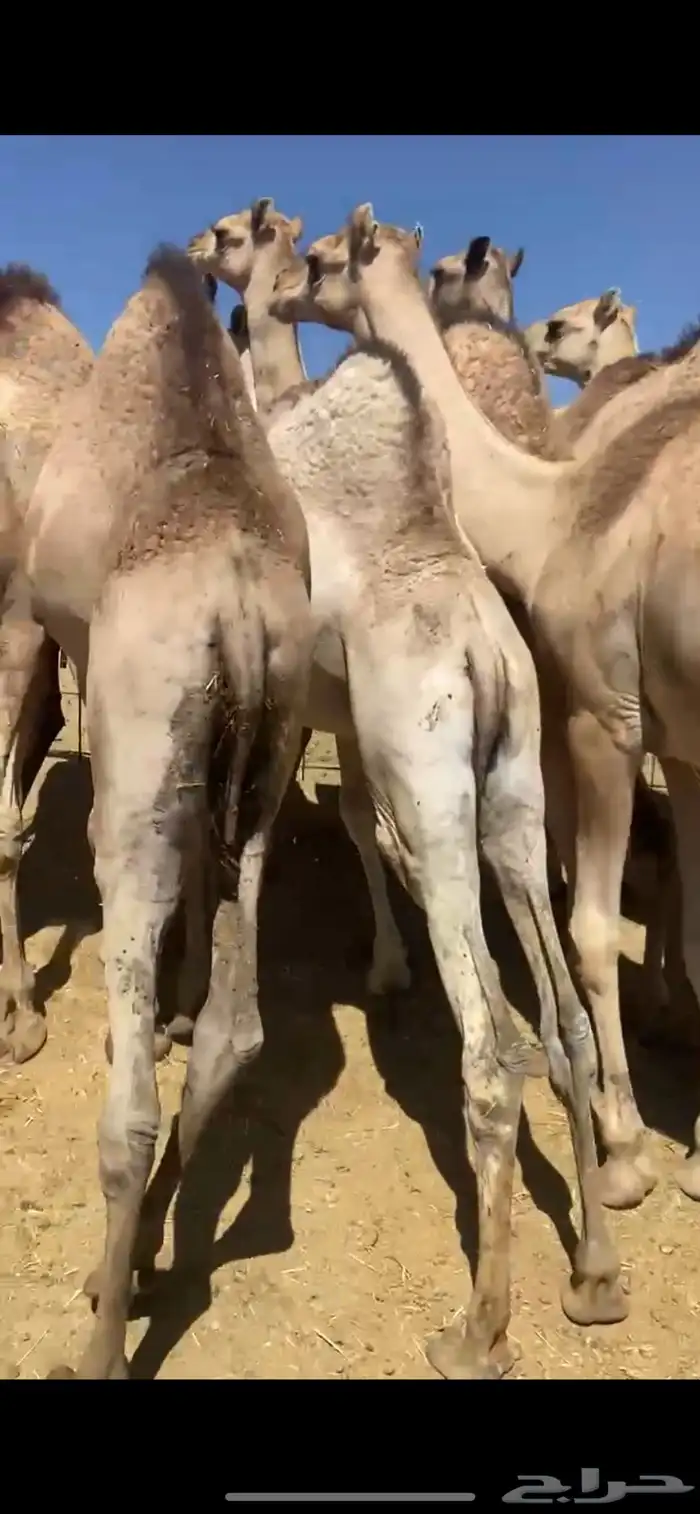 قعدان كفو مناسبات ومبادي 3