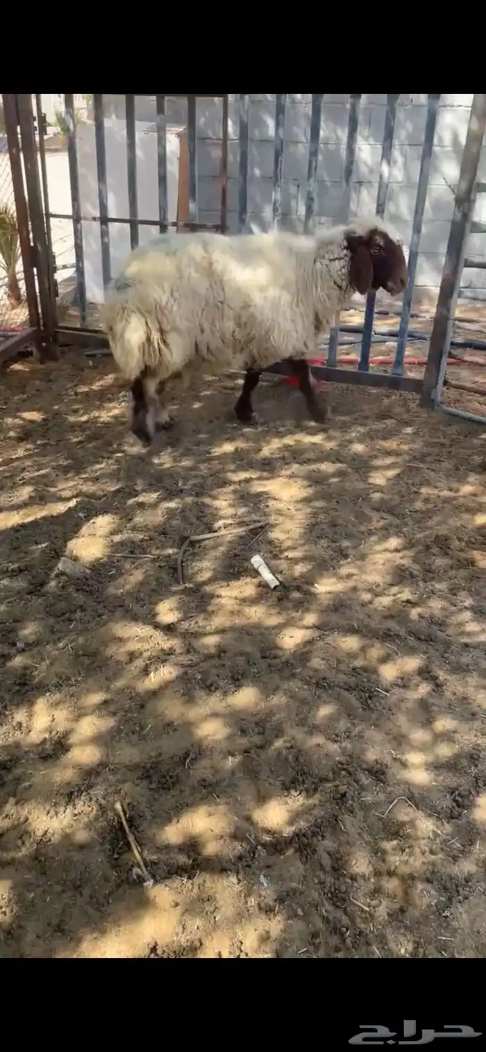 جذع حري وشاة دافع 2