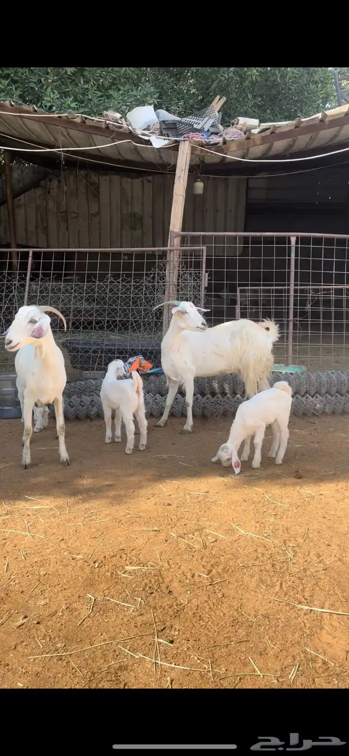 عنزين بيشيات متابيع تحتها اربعه ثلاث جفار وتيس طيبات 1