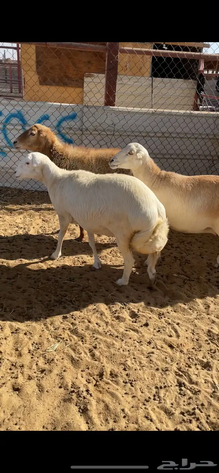 غنم دفيع طيبة 1