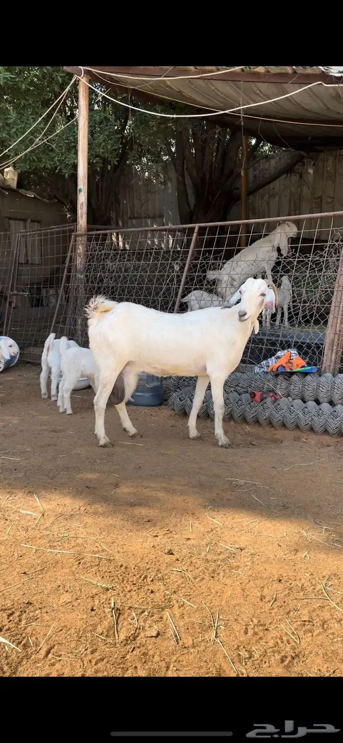 عنزين بيشيات متابيع تحتها اربعه ثلاث جفار وتيس طيبات 2