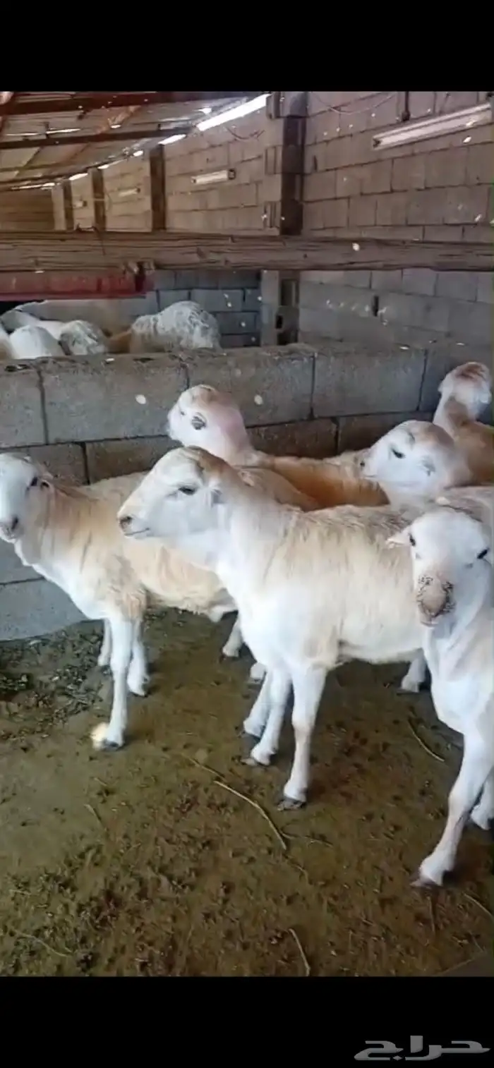 طليان ذبايح سواكن ورفيديات وحريات رقم واحد 2