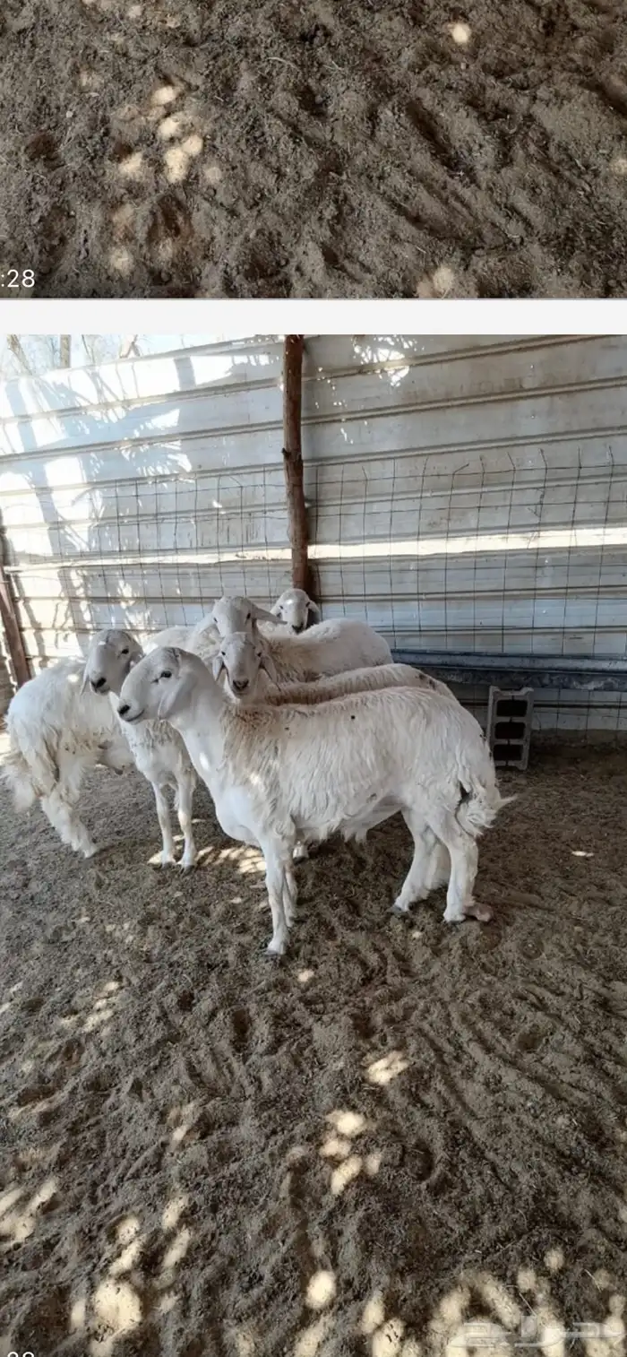 طليان حريات للبيع 1