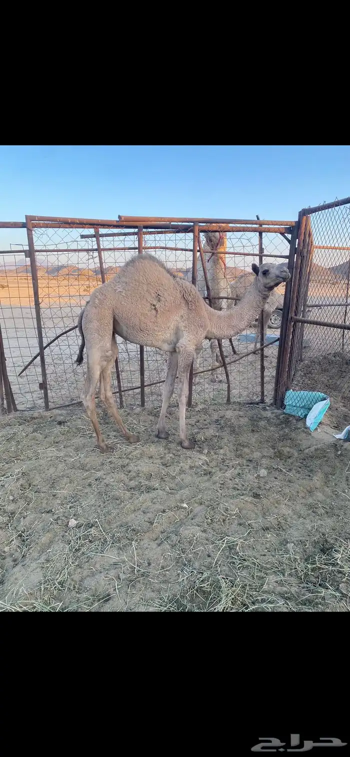 بكره للبيع 0