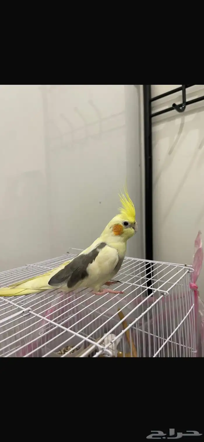 ذكر عمره 7 شهور و نص النوع كروان 1