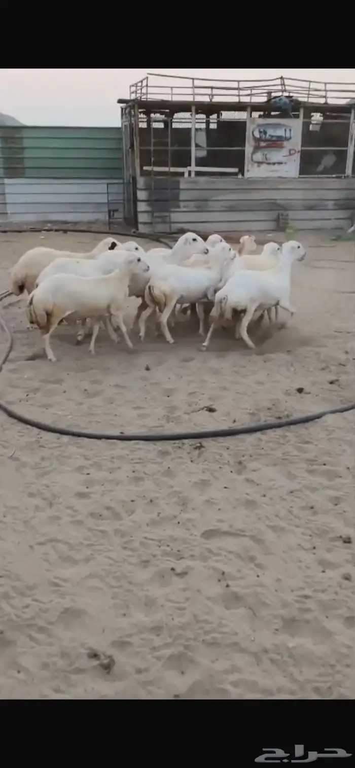 للبيع رخال رفيديات مهجنه دفيع 4