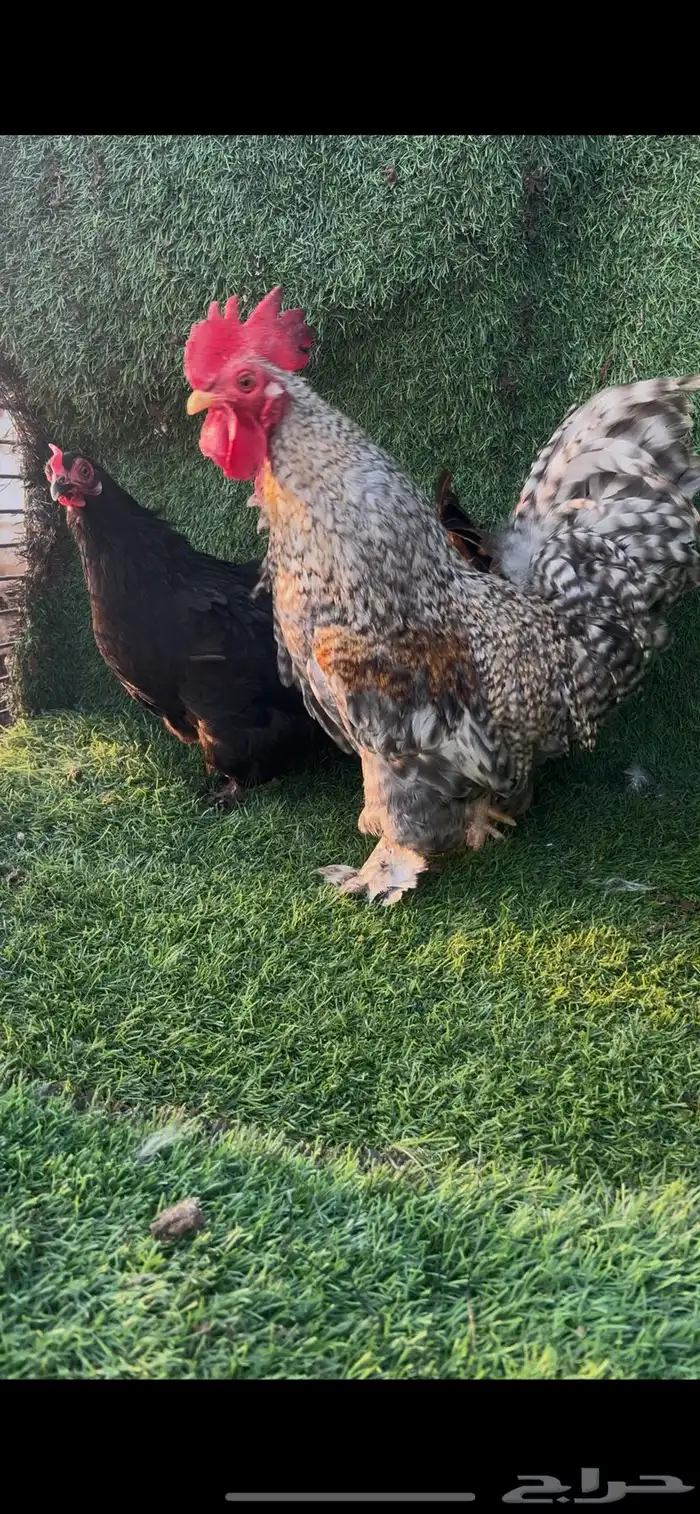 دجاج كوشن قزم 5 اطقم 10