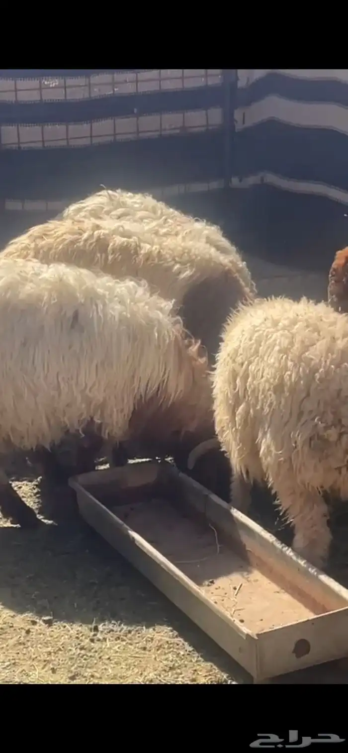 خرفان للبيع 1