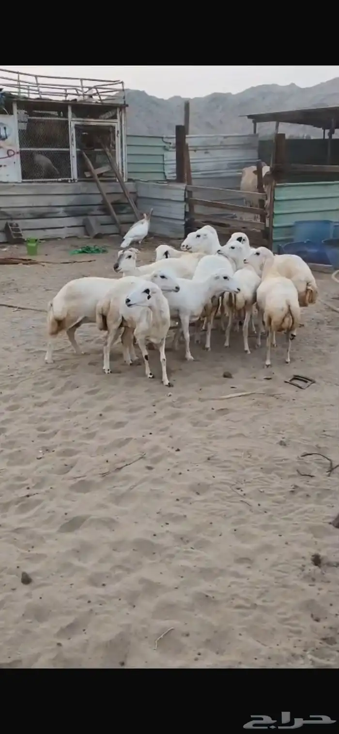 للبيع رخال رفيديات مهجنه دفيع 1