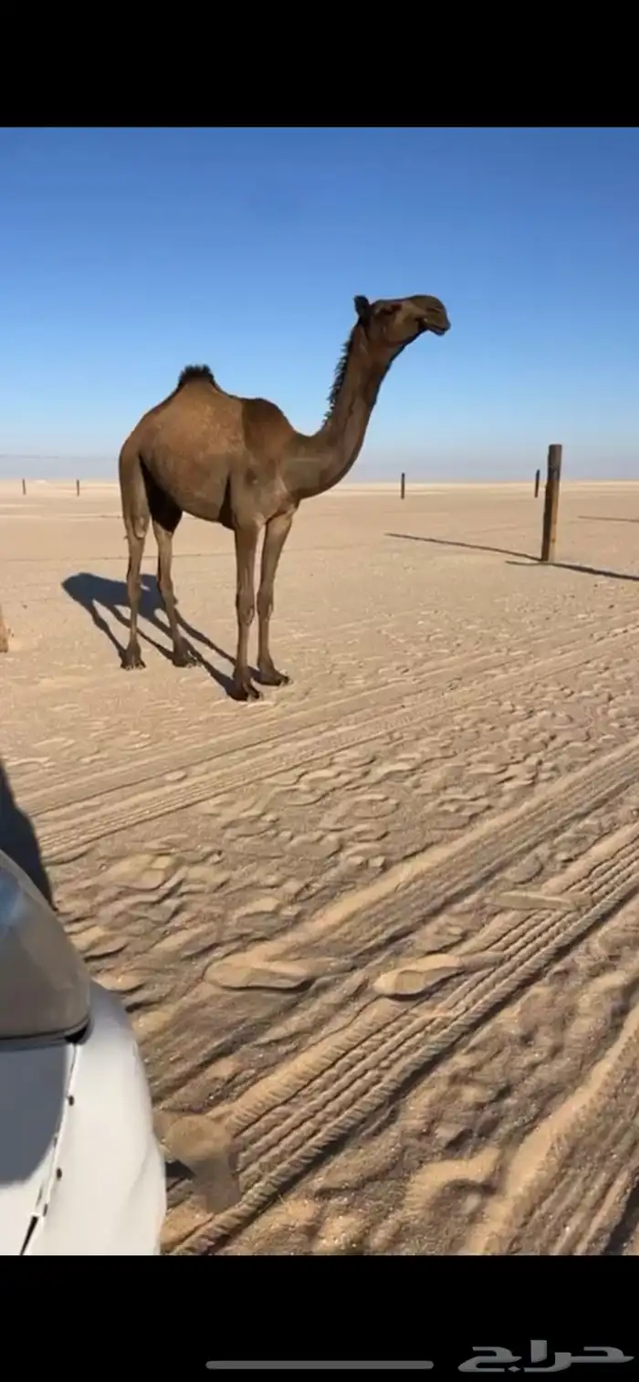 بكره حقه شروط 1