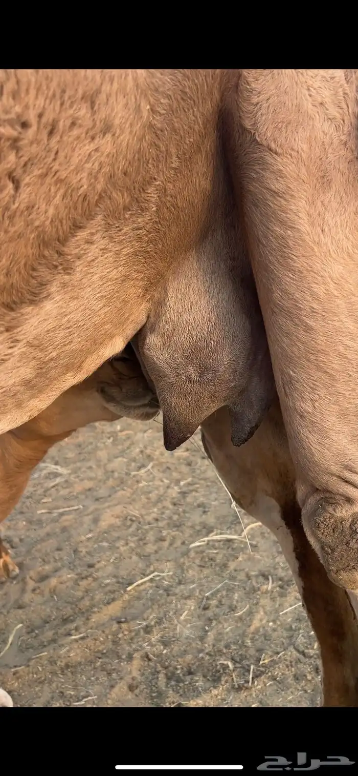 ابل جمله سواحل 4