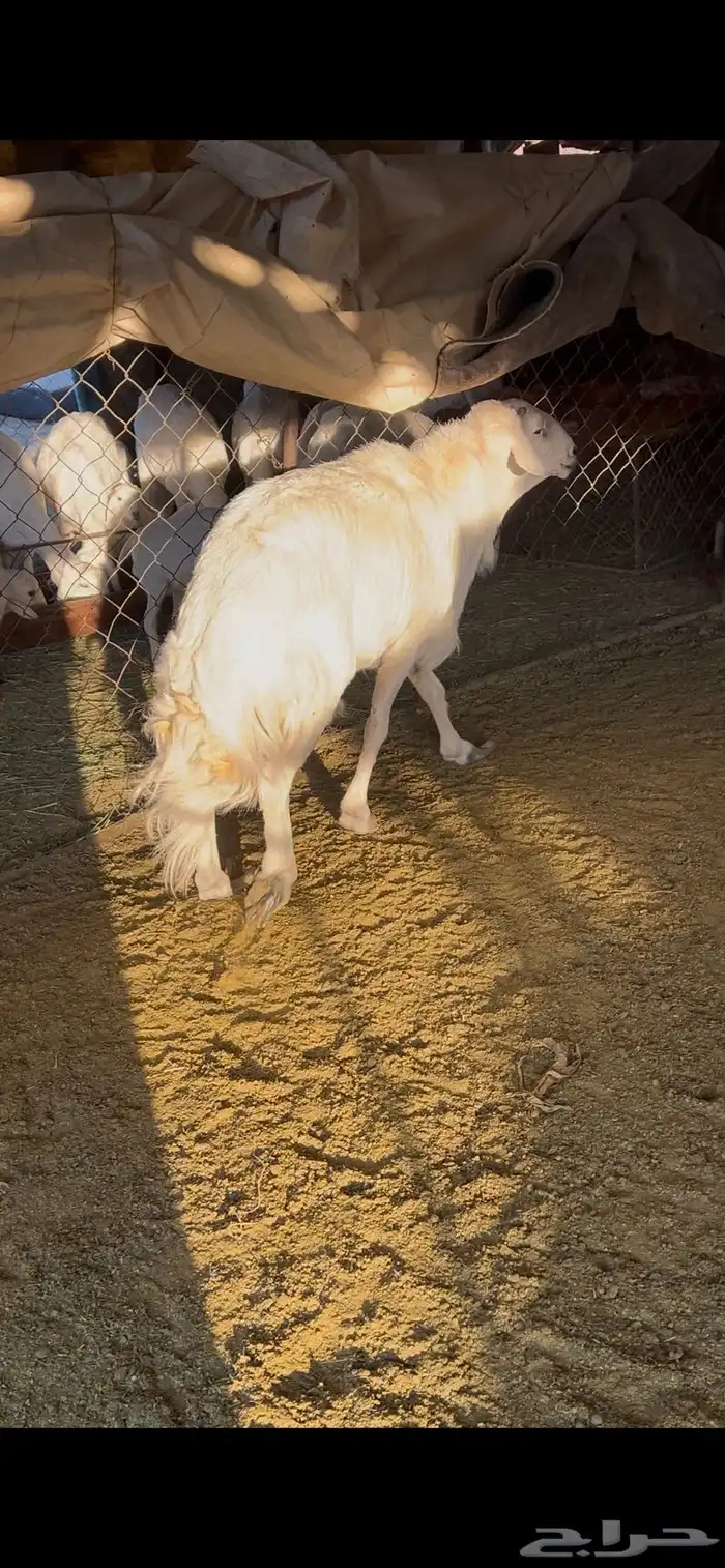 فحل جامع شبب 2