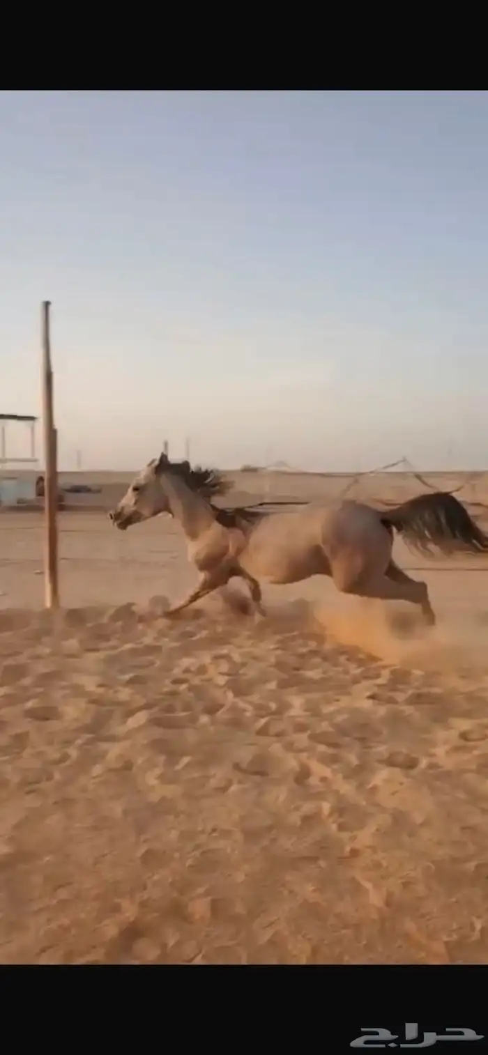 للبيع مهر شعبي سنه ونص سليم شرط الموقع ملهم 2