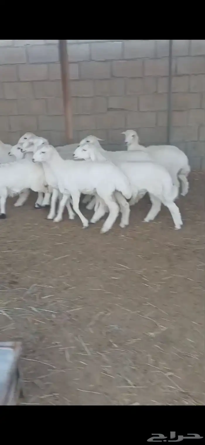 للبيع طليان حريات فاخره ( تم البيع ) 0