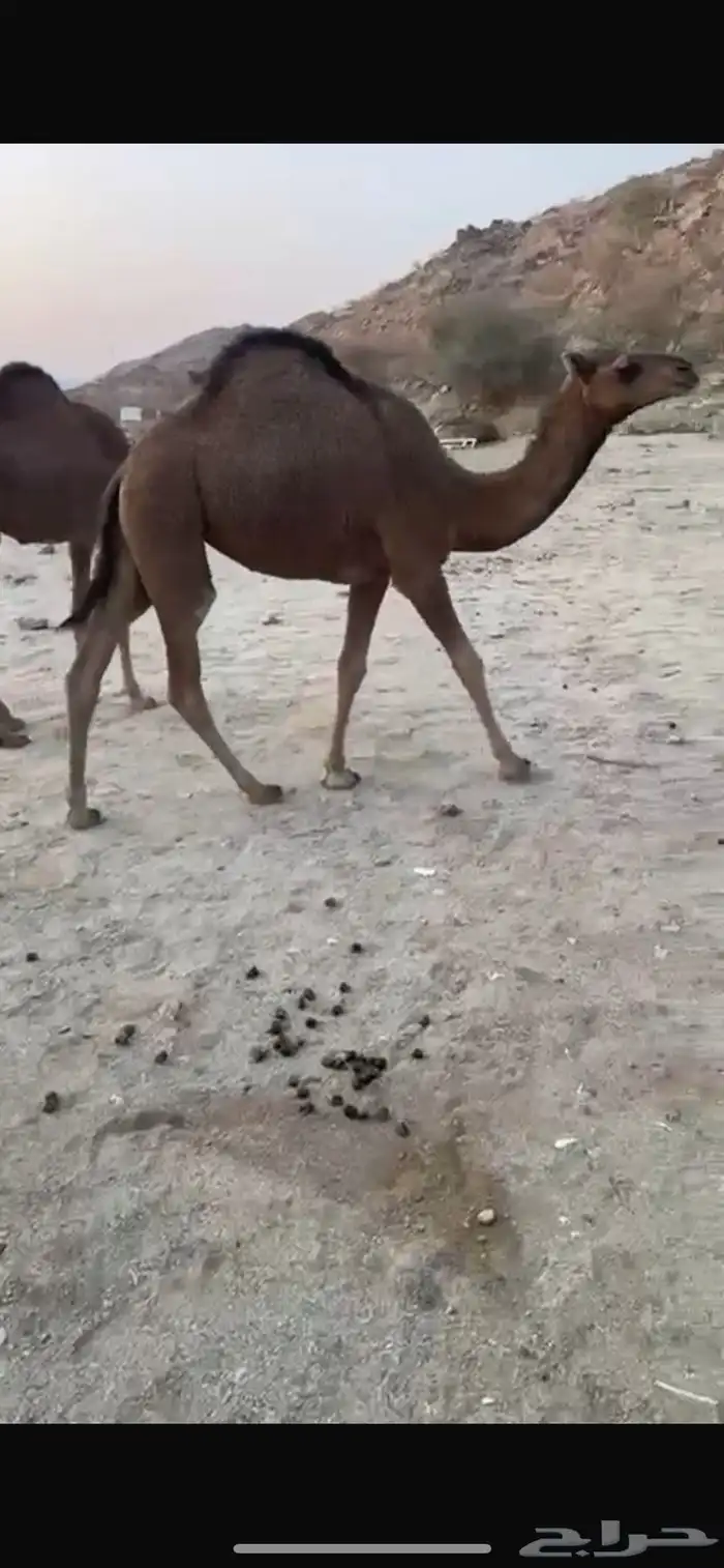 بعير كفو للبيع منتج 5