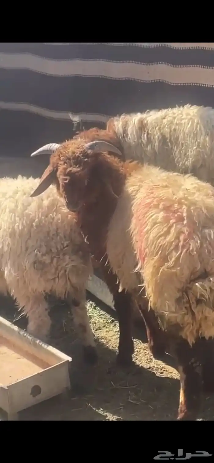 خرفان للبيع 3