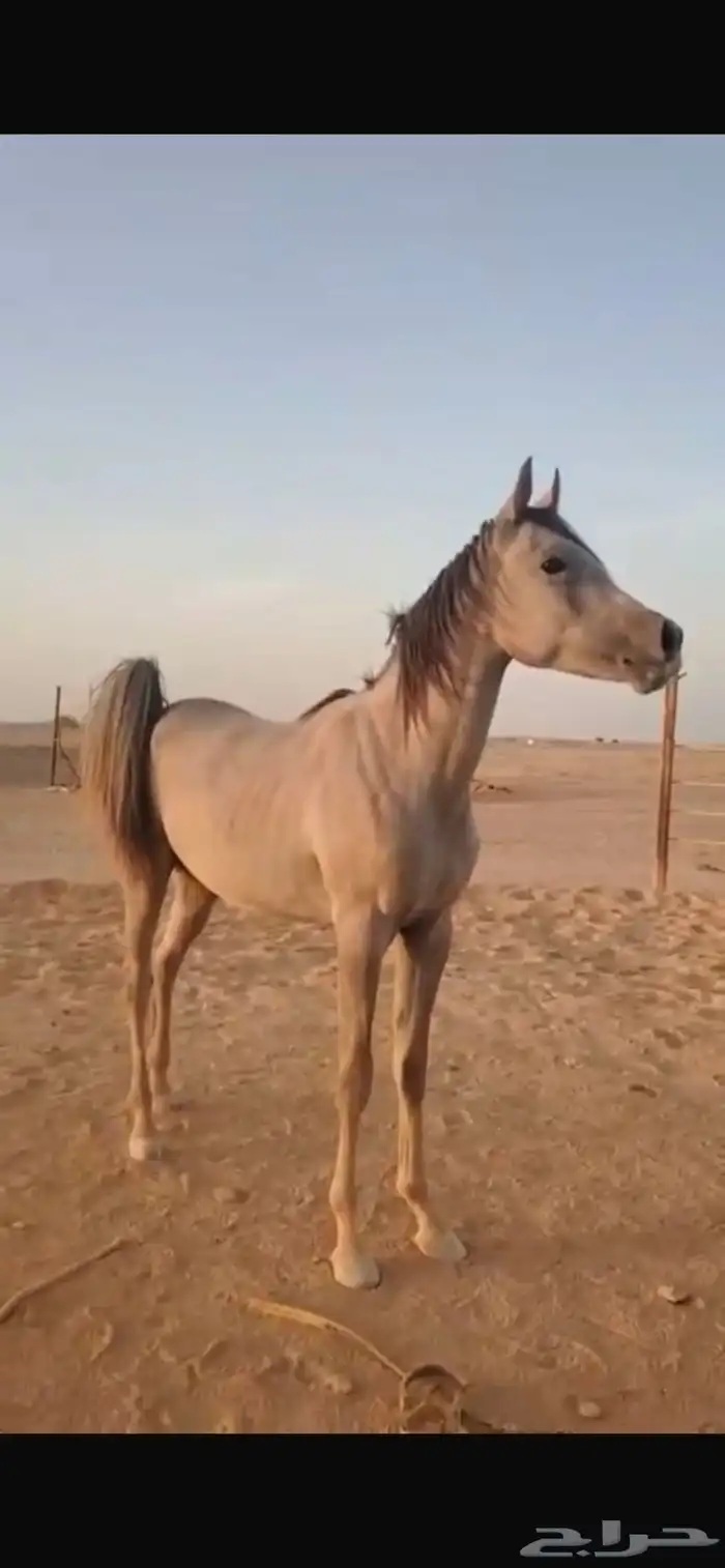 للبيع مهر شعبي سنه ونص سليم شرط الموقع ملهم 1