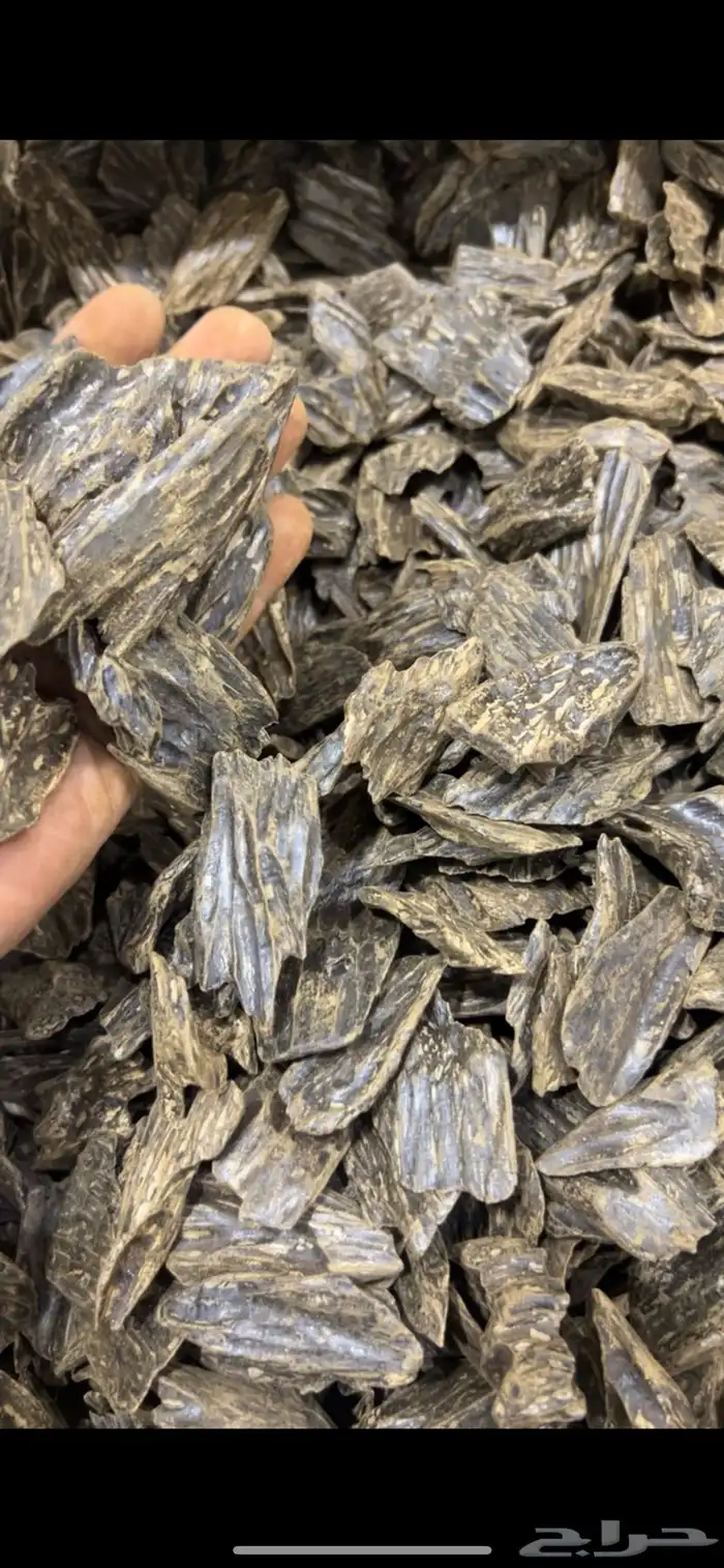 عود الأزرق طبيعي محسن كلمنتان ازرق رقم 1 جملة الجمله 4