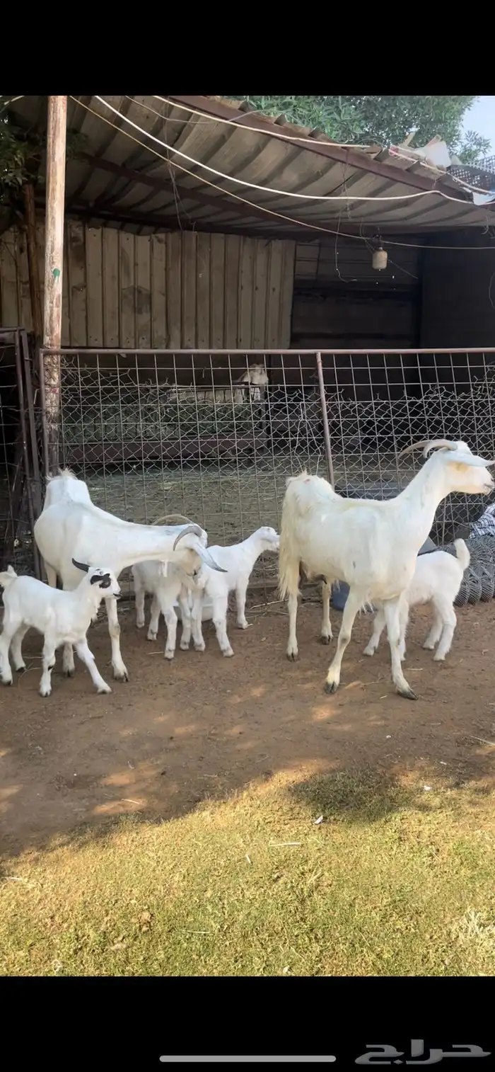 عنزين بيشيات متابيع تحتها اربعه ثلاث جفار وتيس طيبات 0