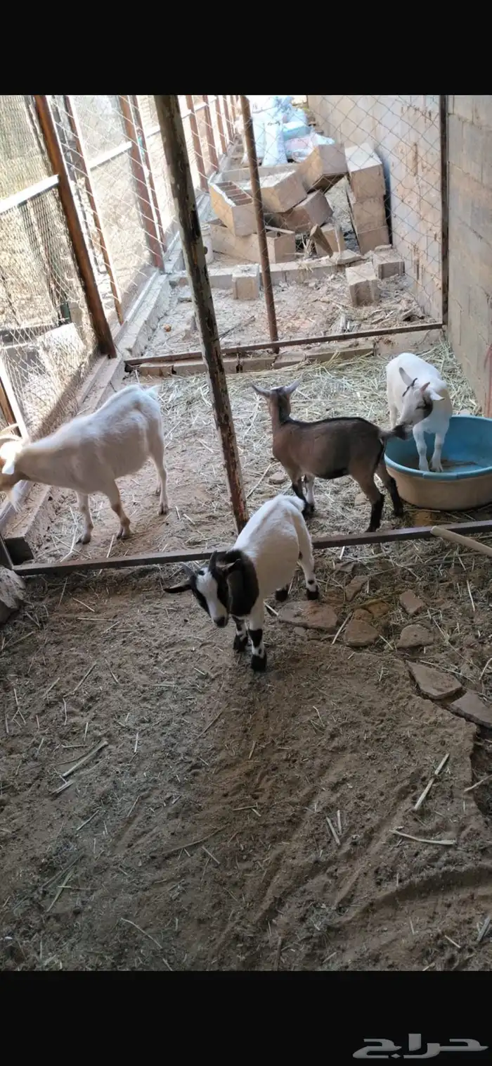 تيوس قزمية 1