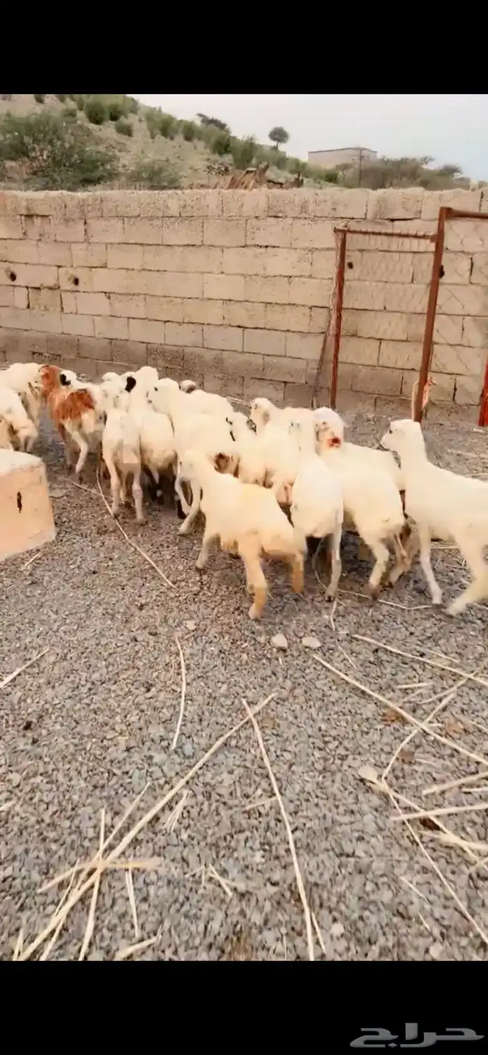 رخال رفيدية تربية محايل عسير 4