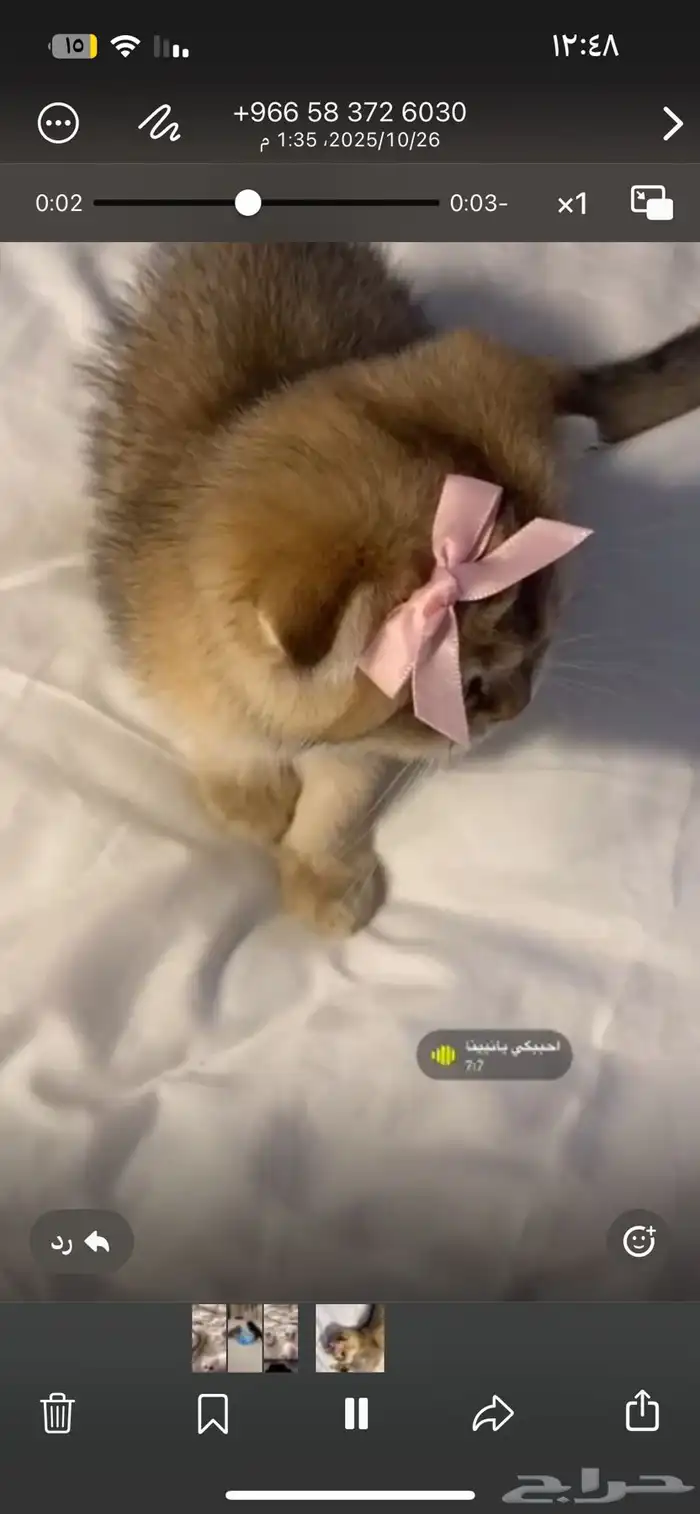 ابغا بسه للتبني 1