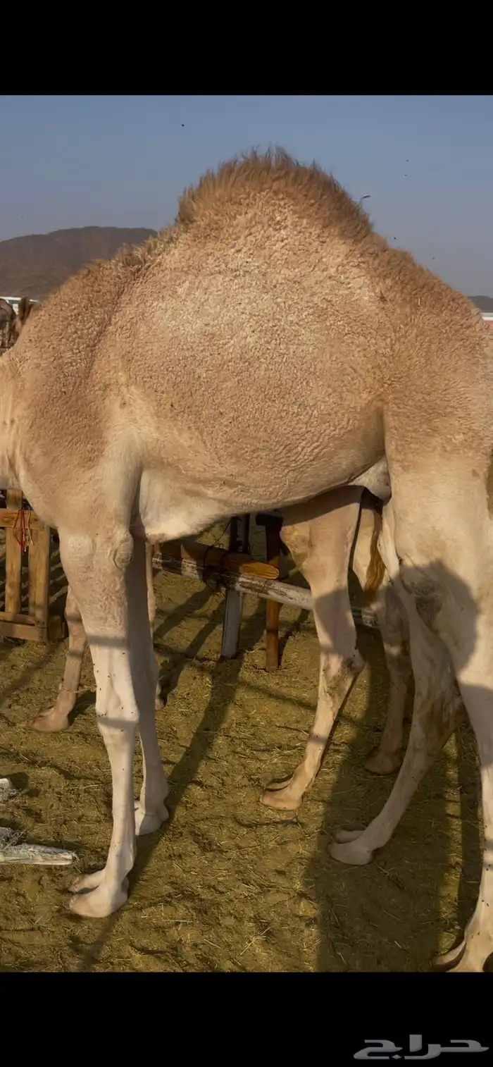 للبيع قعود كايف للمبادي وزواجات 2