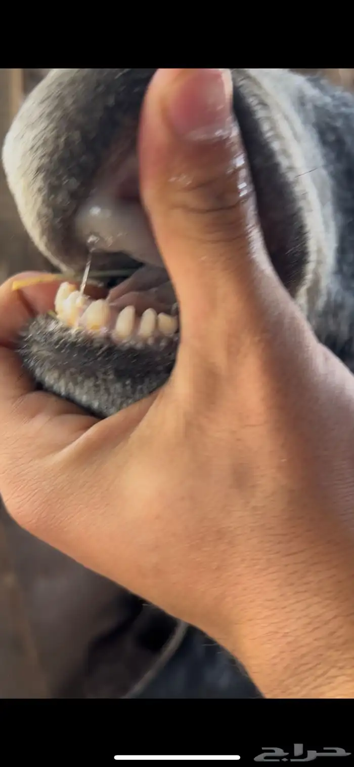 للبيع العنز ميت ولدها 1