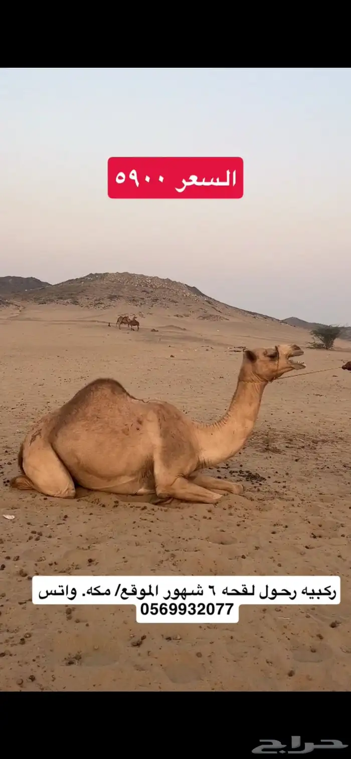 ركبي ركبيه رحول 11