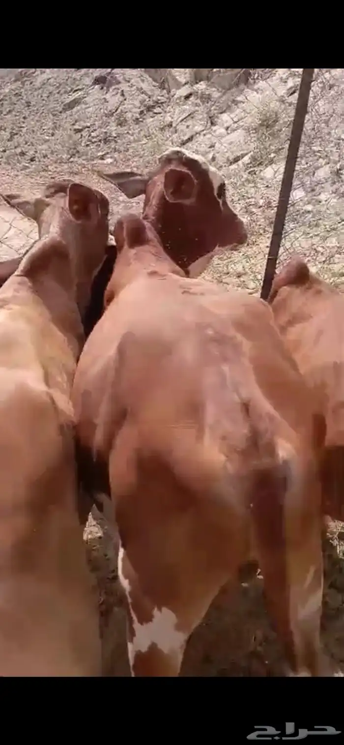 7ذكورو2 اناث 21