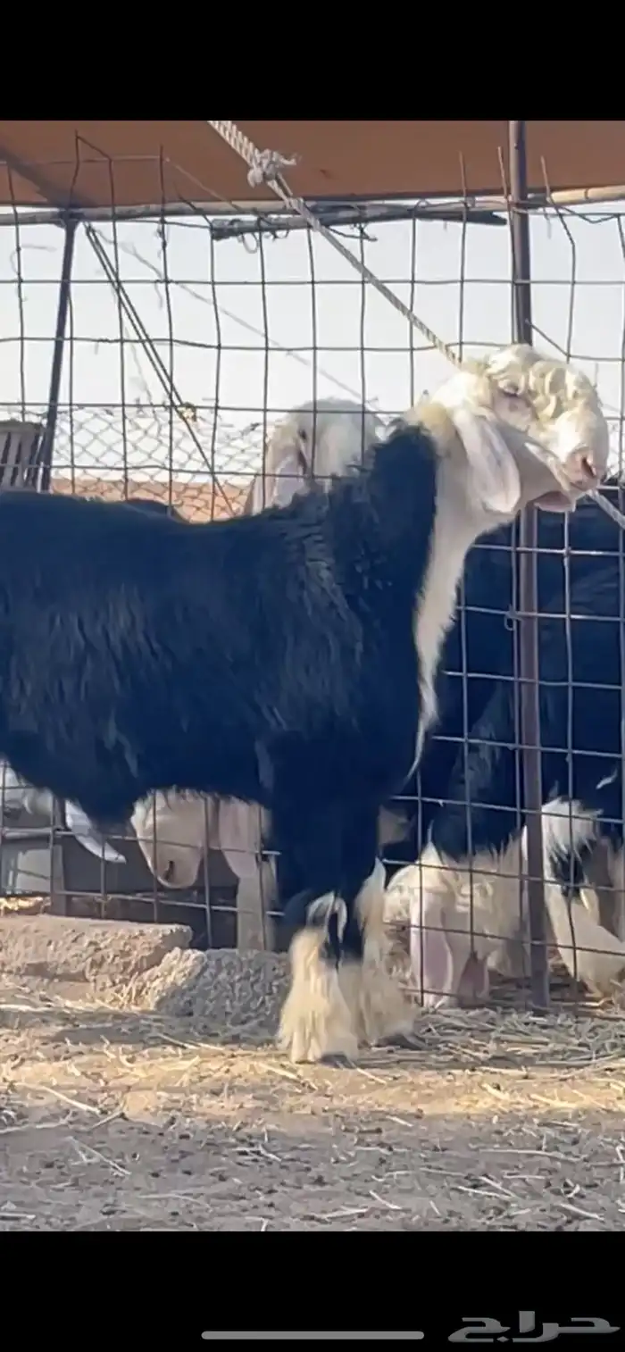 مشاريع فحول 2