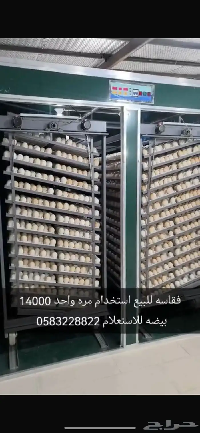فقاسة 14000 بيضة ورياشة للبيع 1