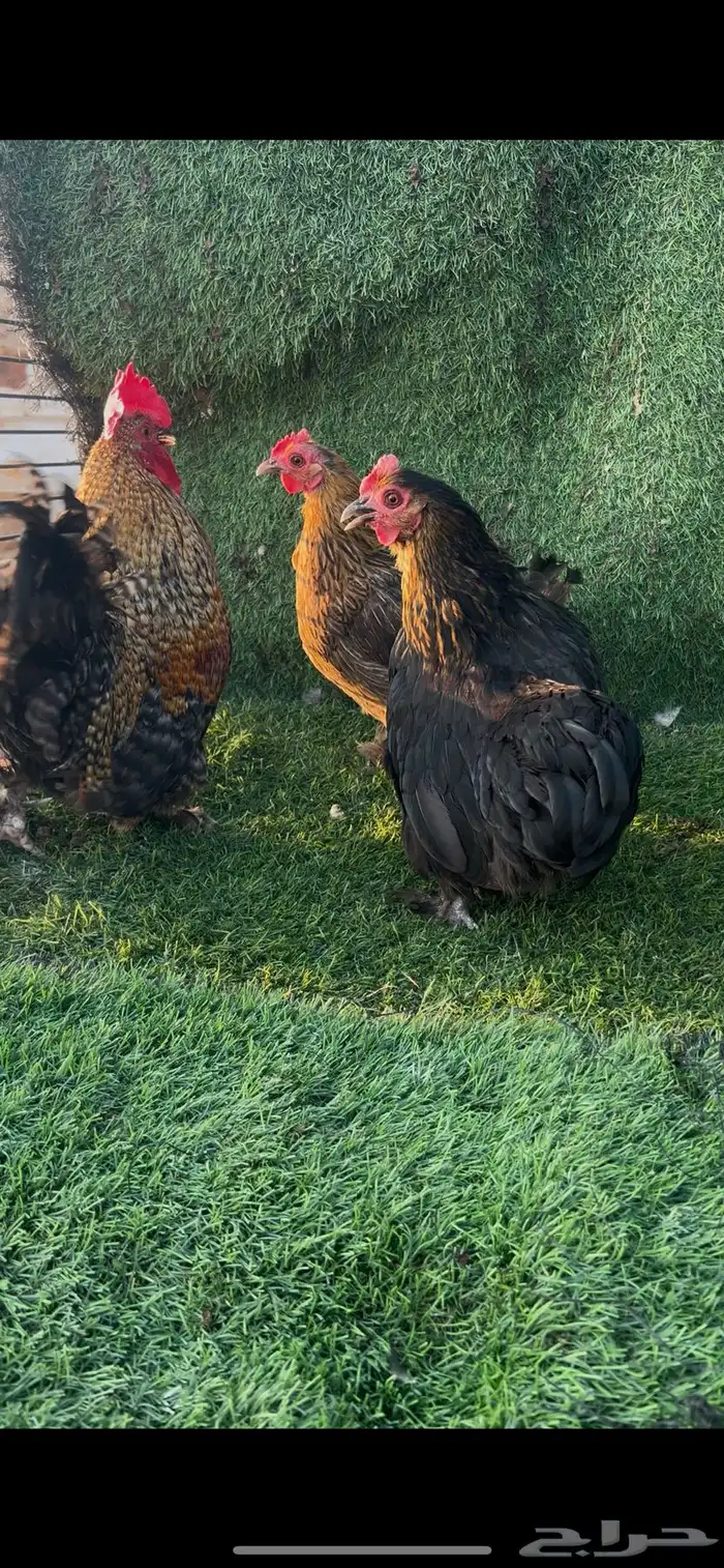 دجاج كوشن قزم 5 اطقم 3