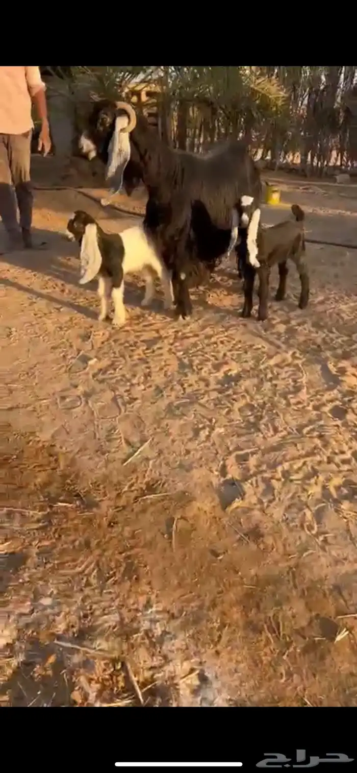 عنز خلفه عارضيه خصم الخصم 0