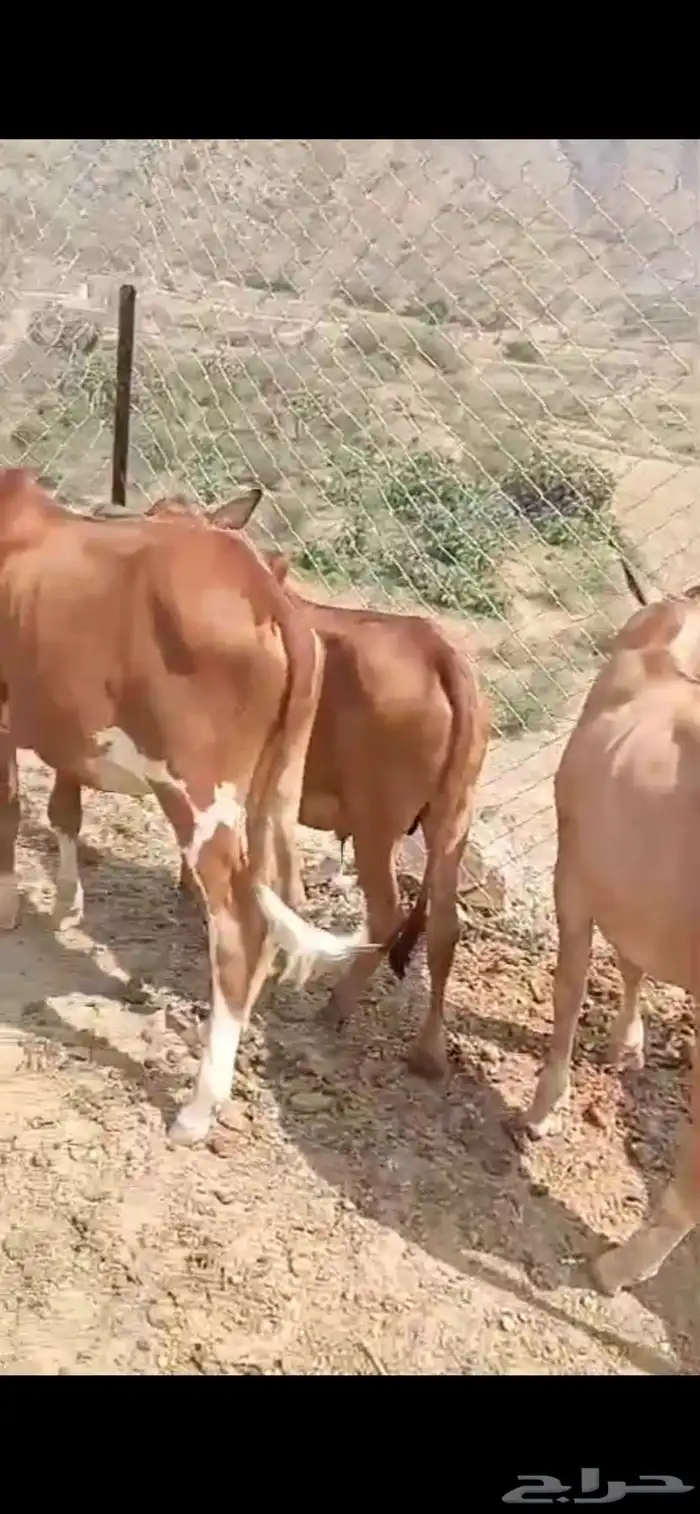 7ذكورو2 اناث 25