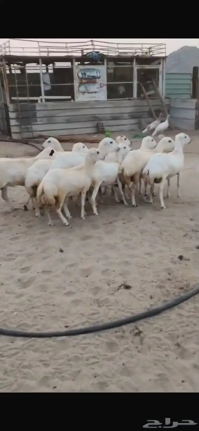 للبيع رخال رفيديات مهجنه دفيع 3