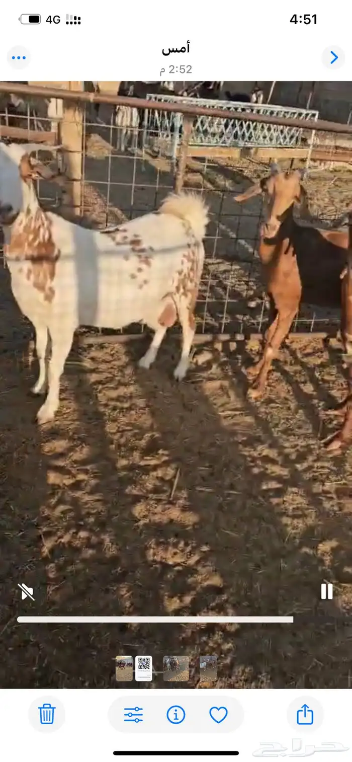 معزا جنوبيه دفيع مفاصيل 0